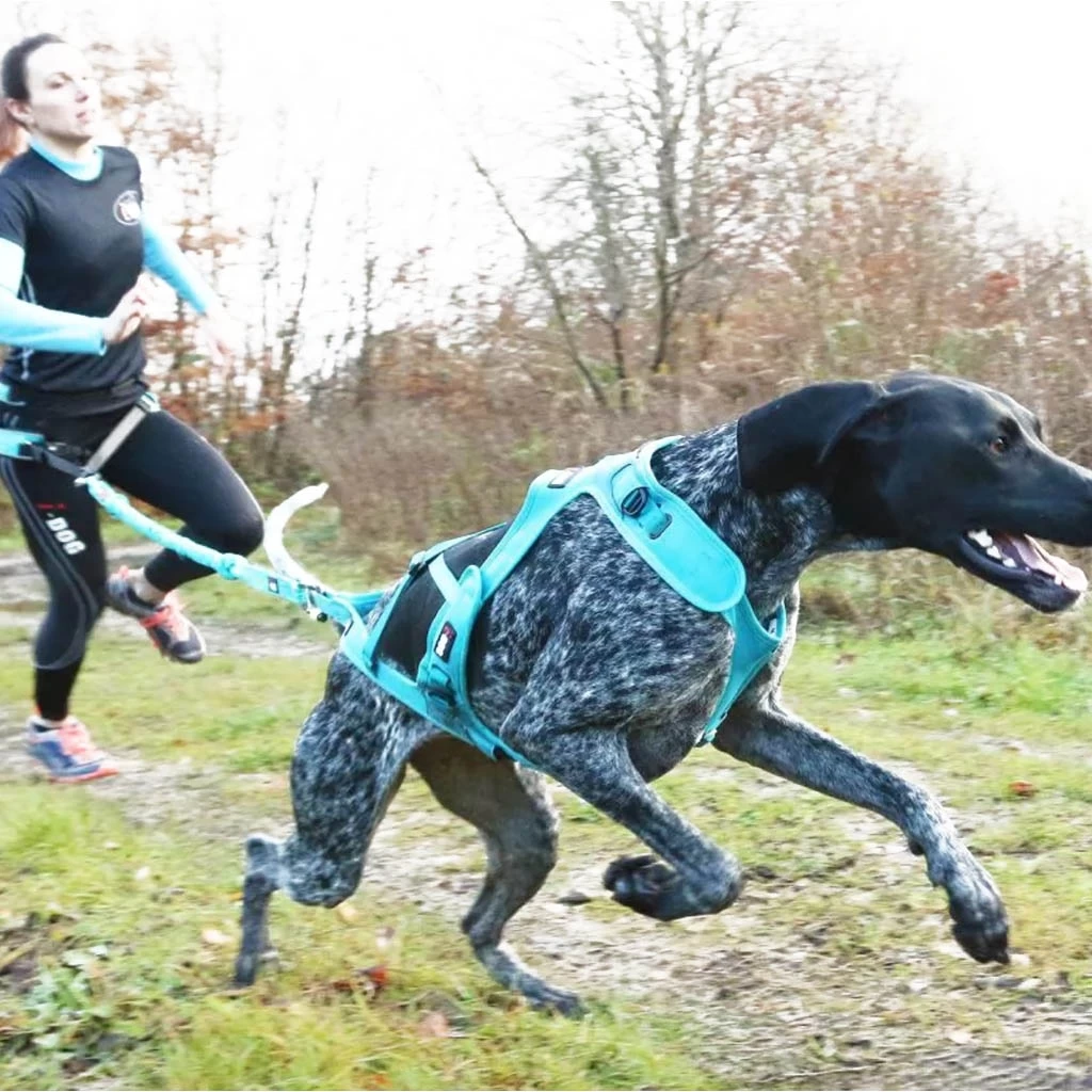 I-Dog Longe Opale Dog ALM Medium – Image 3